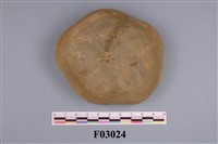 藏品(日本楯海膽 (日本盾海膽))的圖片